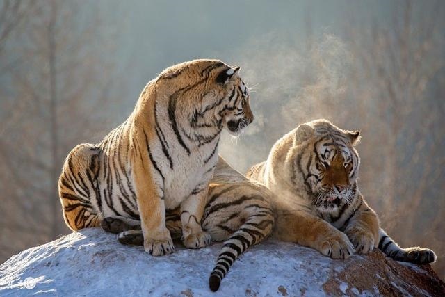 属虎女事业上的贵人是谁，属虎天生有两个贵人