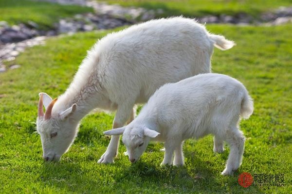 994年狗和1991羊婚配，羊狗相刑早死一个"