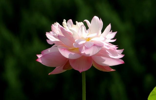 属羊女哪个月最有福气，几月的羊最有福气