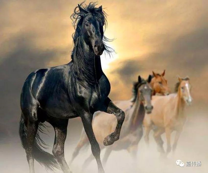 9岁属马的今年怎么样，生肖马2022