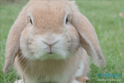属兔的今年多少岁了，2000年属兔的今年多少岁了