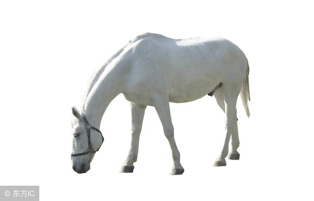 属马人什么时候才能转运，属马最旺财的年龄段