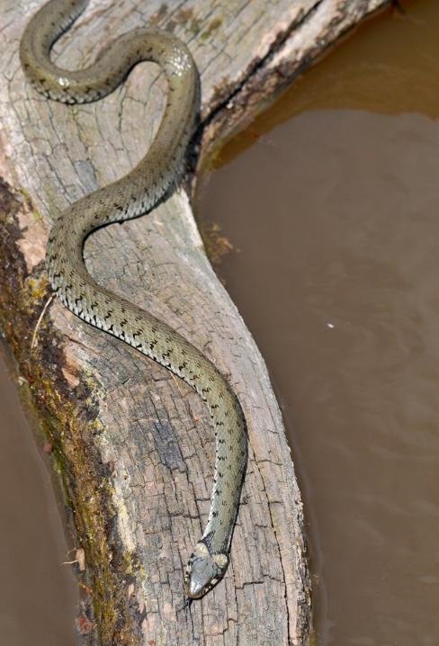 0年的狗去哪个方向财运好，男70属狗21年财运方位"