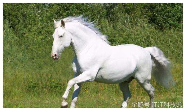 978年属马的女人一生命运，1978属马2022