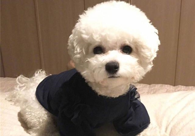 2年水狗命什么颜色好，82年属狗人三大坎"