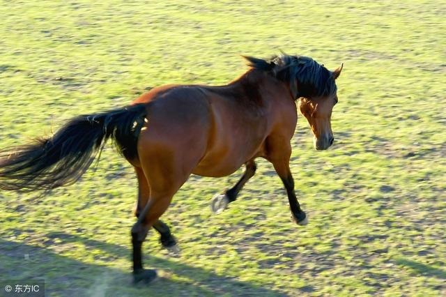 属马的运势什么时候会好,属马人啥时候才能转运啊