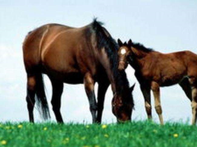 9岁属马的今年怎么样，生肖马2022