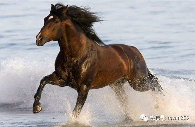 属马人2022年运势,1990年属马32岁转大运