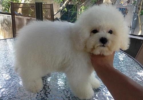 2年水狗命什么颜色好，82年属狗人三大坎"