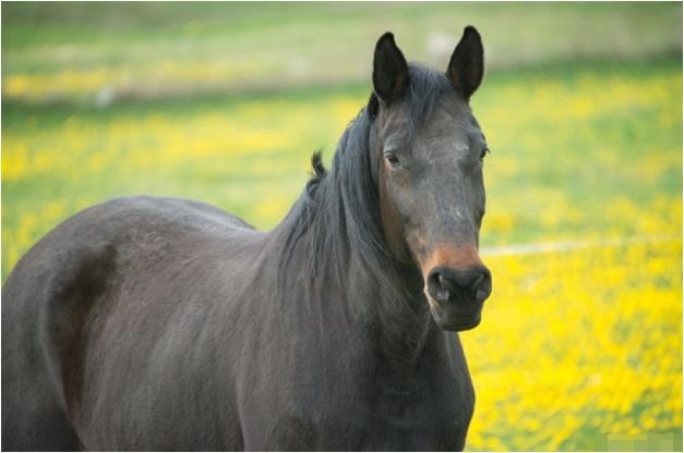 8年属马女人的婚姻，1978年属马女2022
