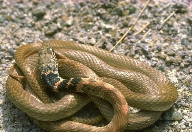 属蛇男人更佳妻子，属蛇男人吻一个女人