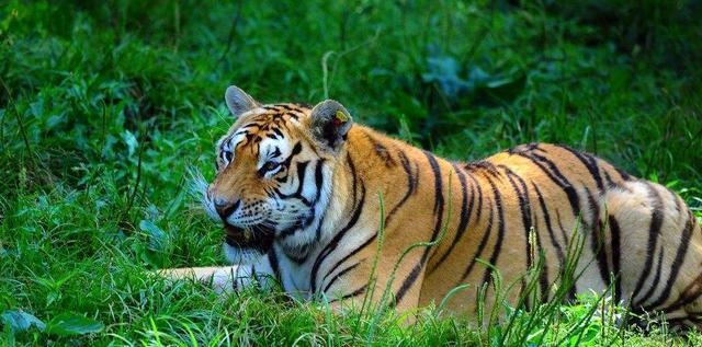 属虎的最忌讳哪个月出生,2022年生娃避开几月