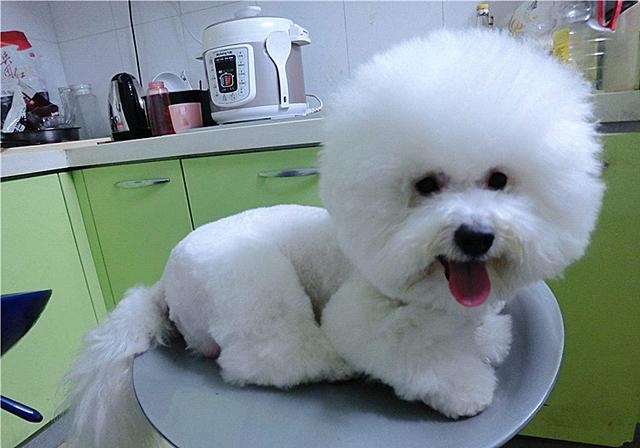 2年水狗命什么颜色好，82年属狗人三大坎"