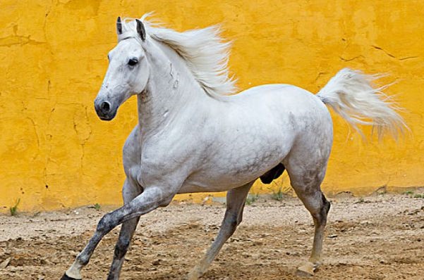 属马几点出生更好命,属羊几点出生更好命