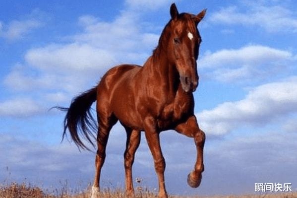 属马人从事什么职业更好,1966年属马适合什么行业