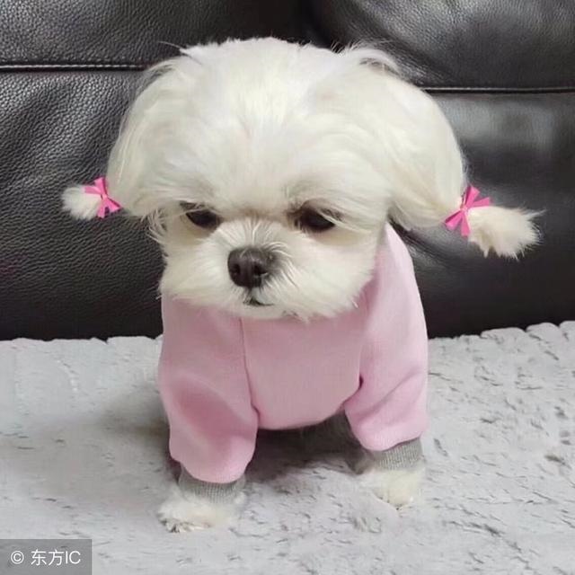 属狗人一辈子的克星,真的十狗九富吗