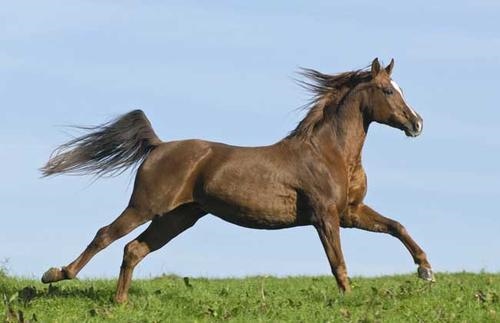 与马最配的属相是什么，属马跟什么属相最配结婚