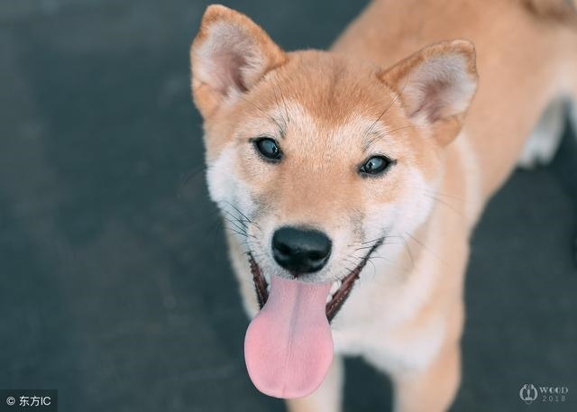 属狗人一辈子的克星,真的十狗九富吗