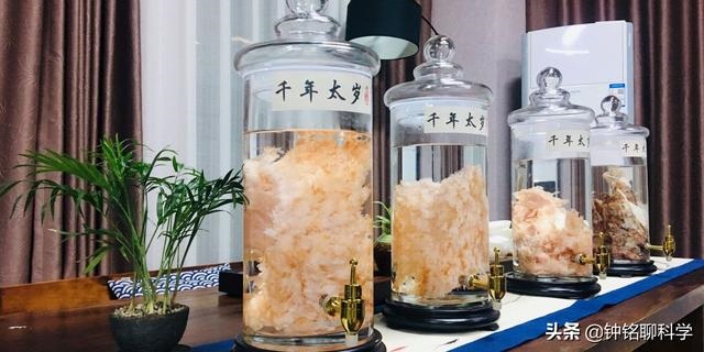 太岁一般都生长在哪里，太岁从哪里生出来的