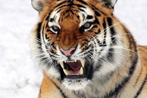 属虎女和属猴男谁克谁，男的属猴女的属虎合适吗