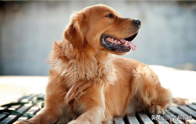 2生肖每日运势天天看，12生肖每日运程运势"