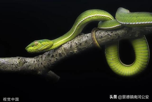 十一月份还有蛇出没吗，梦见蛇还有血