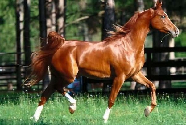 属马人从事什么职业更好,1966年属马适合什么行业