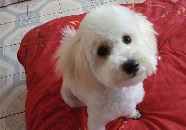 2年水狗命什么颜色好，82年属狗人三大坎"