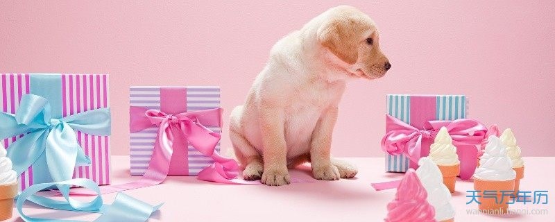 属狗的2022年全年运势，属虎2022年运势及运程每月运程