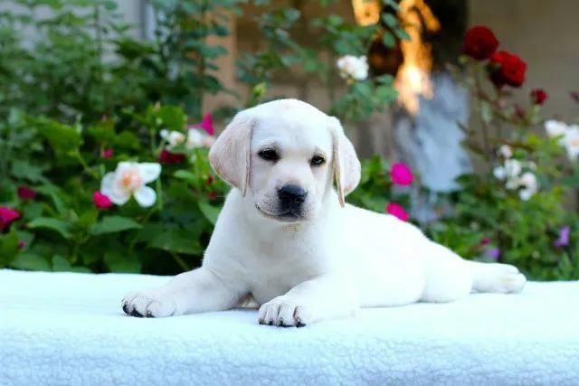 4年狗的命运，94年属狗女姻缘"
