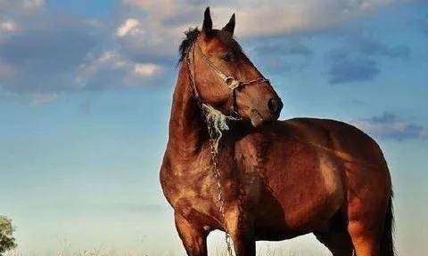 0年属马在2022年怎么样,90年男在2022