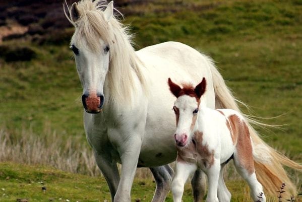 属马男人的弱点，78年属马的男人婚姻