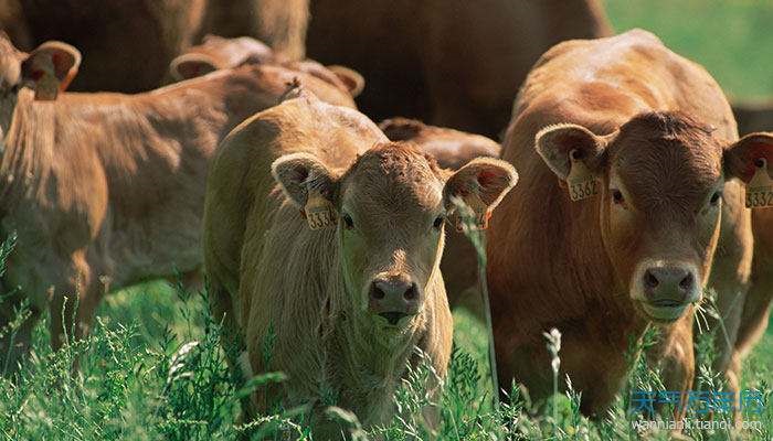 022年属牛生肖运势，2022年属牛人的全年运势"