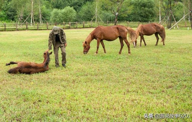 牛跟马属相合不合亲人，马和牛在一起有财运吗