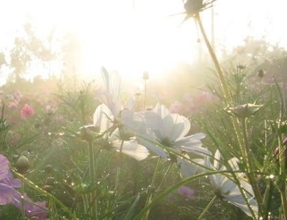 明天特吉的生肖运势，必看十二生肖今日运势