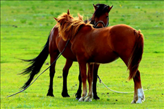 8年12月出生的马是什么命,1978年农历12月属马的命运"