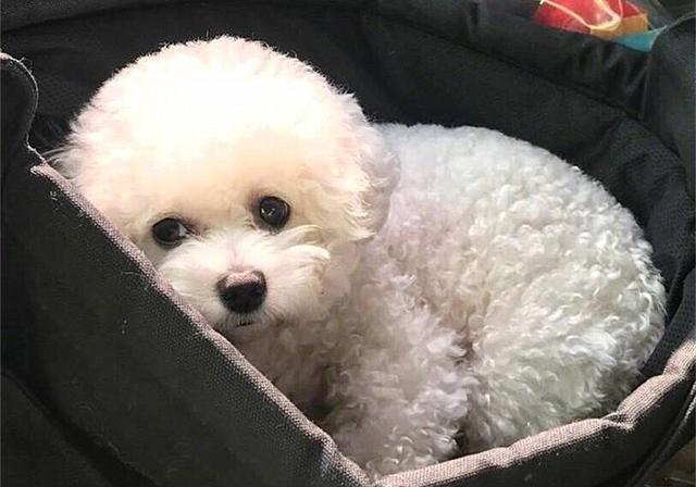 2年水狗命什么颜色好，82年属狗人三大坎"