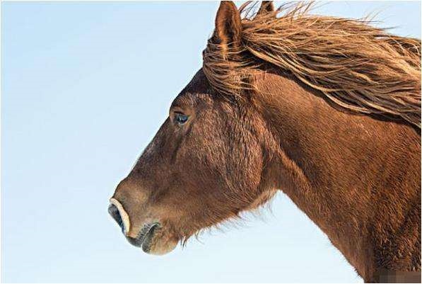 8年属马43岁会离婚吗，属马1978年44岁走大运"