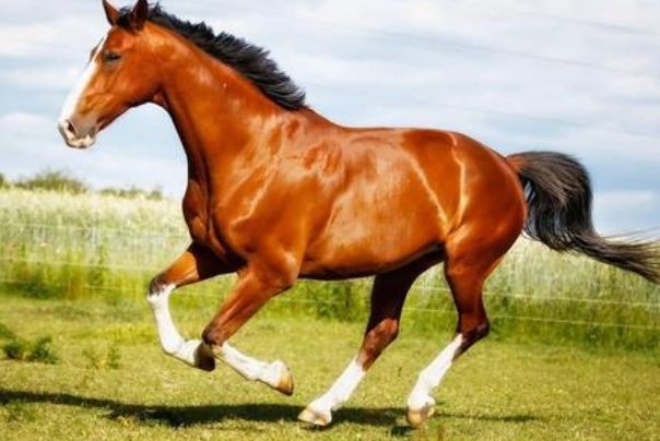 022年属马十二月运势，1990年马2022年婚姻运势"