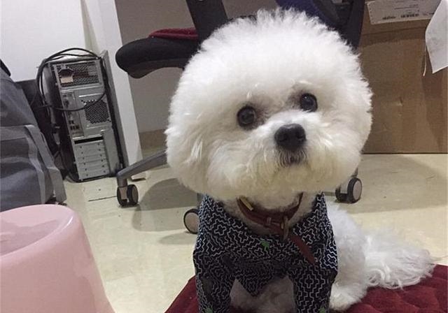 2年水狗命什么颜色好，82年属狗人三大坎"