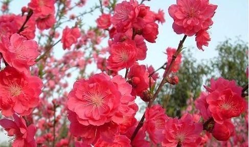 属马1990年什么时候有富贵，属马30岁后的运气