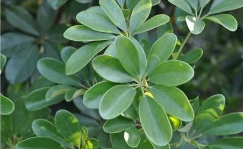 属蛇人养什么动物最旺财，属蛇的过了33岁就顺了