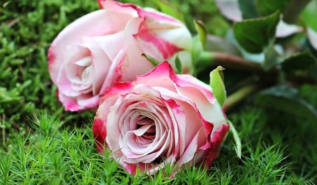 2属猴哪一年会动婚，92年男猴更佳结婚年龄"