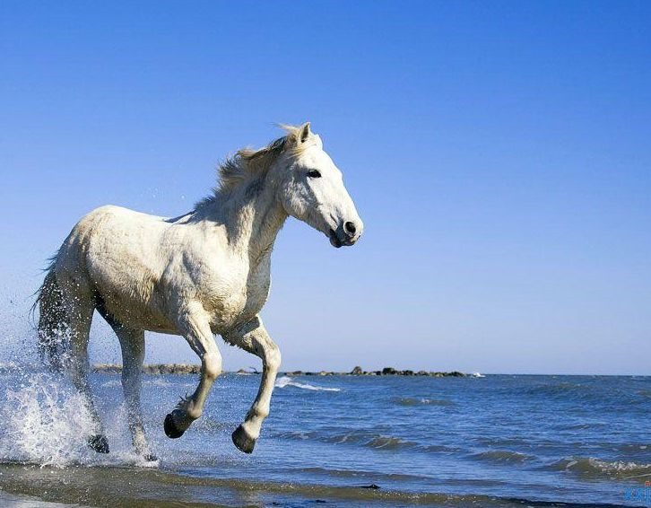 属马人近期的运势，属马2022 十二个的运势