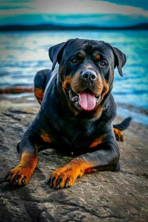 家里适合养什么颜色的狗，什么颜色的土狗更好