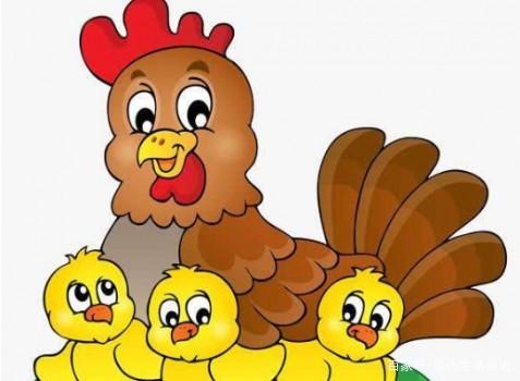 生肖属鸡今日运势查询，生肖属鸡2022 年运程