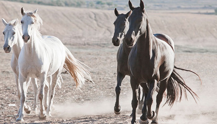 0后属马的今年多大，2022
