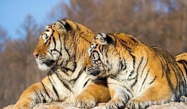 生肖虎一生运势详解,生肖虎1974一生运势