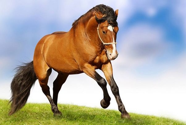 属马人每年运势，属马运势2022 每月运势