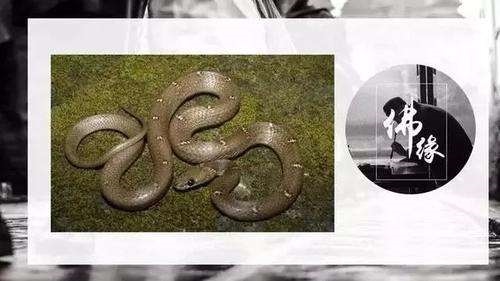 5年属蛇人命中注定的另一半，2001属蛇人命中注定的另一半"